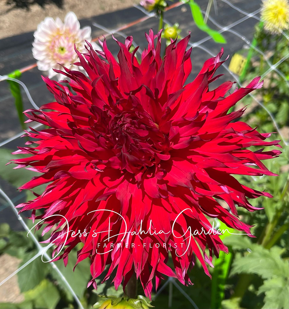 Thumbnail: *** RUNT SALE *** Bloomquist Cayson S