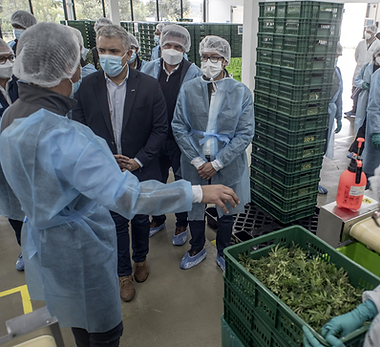 Bloomberg_Cannabis Tour.png
