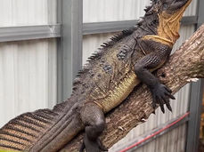 Indonesian Giant Sailfin Dragon Care Guide