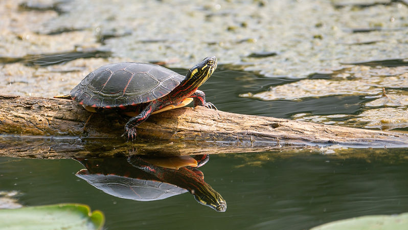 black and brown turtle on brown wood log_edited.jpg