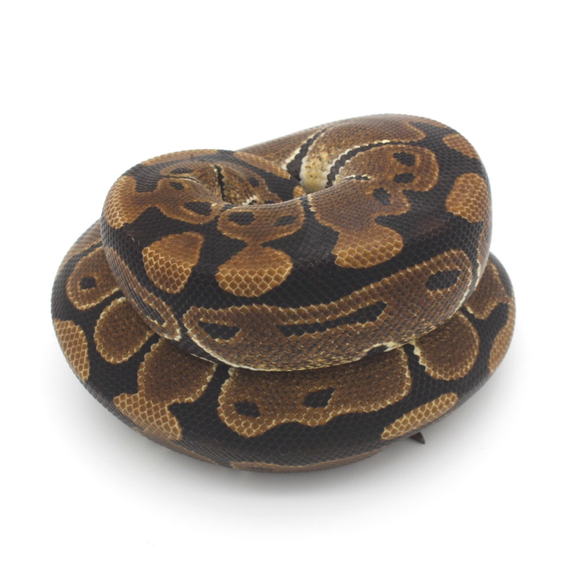 Ball Python Shadow Ball Python | Shadow’s Reptiles