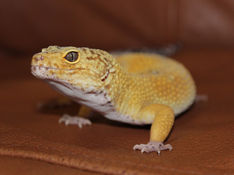 Leopard Gecko Care Guide