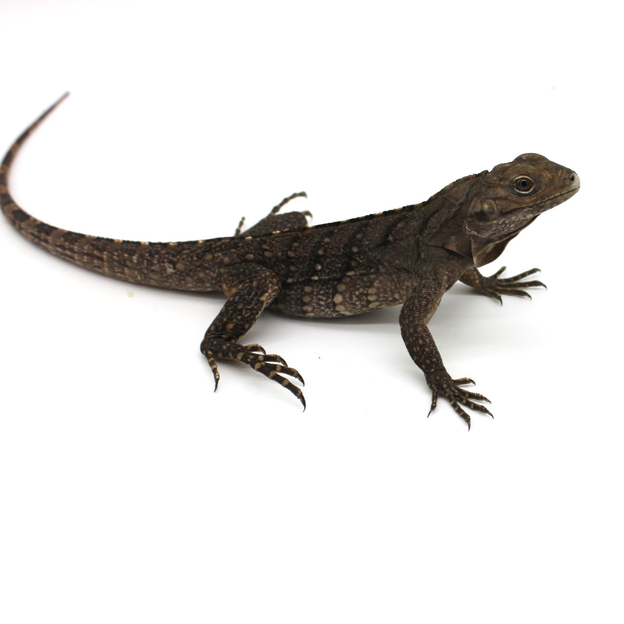 Baby Cuban Rock Iguana