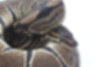 Ball pythons for sale