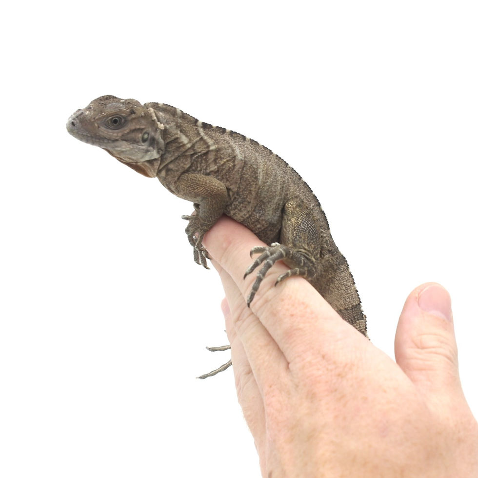 Thumbnail: baby rhino iguana