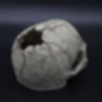 Terrarium Skull for sale online