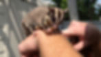 sugar glider pet