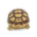 Thumbnail: sulcata tortoise