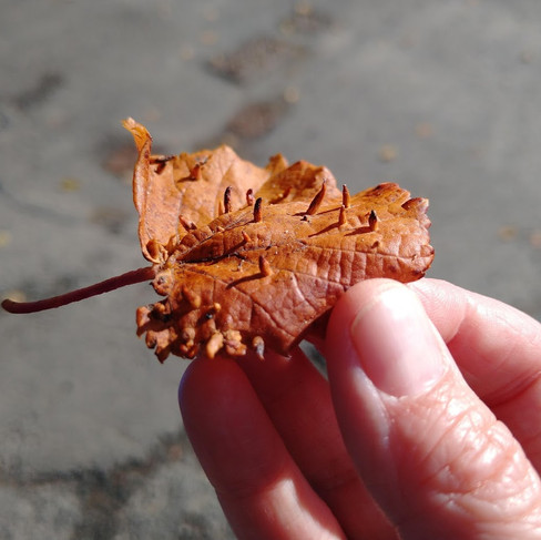 Nail galls on a leaf.