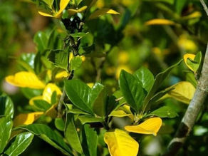 Penyebab dan Cara Mengatasi Daun Tanaman Berwarna Kuning