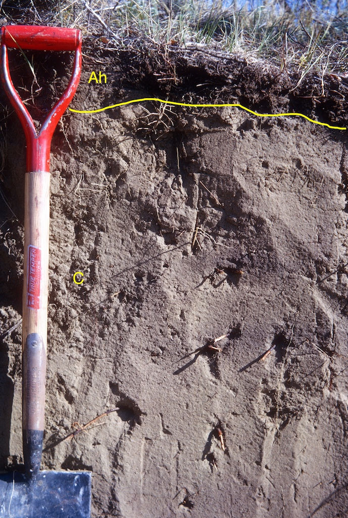 jenis jenis tanah regosol