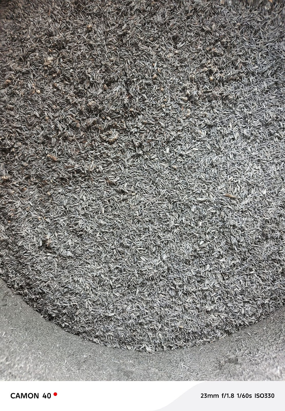 cara untuk meningkatkan klorofil adalah dengan menambahkan biochar ke dalam tanah