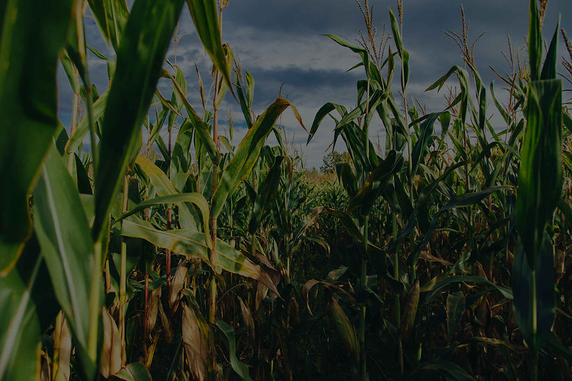 corn header.jpg