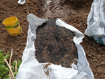 biochar fertilizer