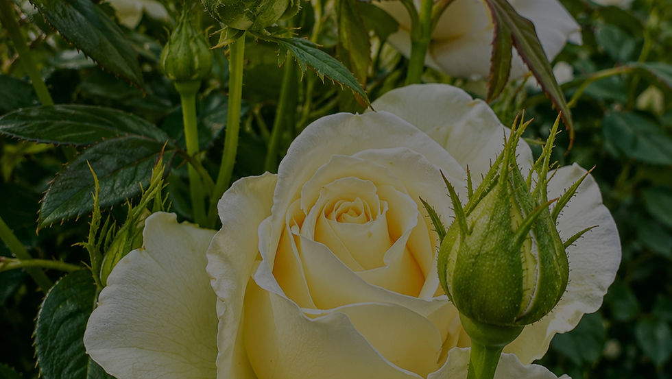 7B4C3449-7F30-4776-B7BA-2C41138B7D0B_edited.jpg