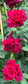 The Rose Gardener