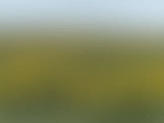 Where Have All the Sunflowers Gone?