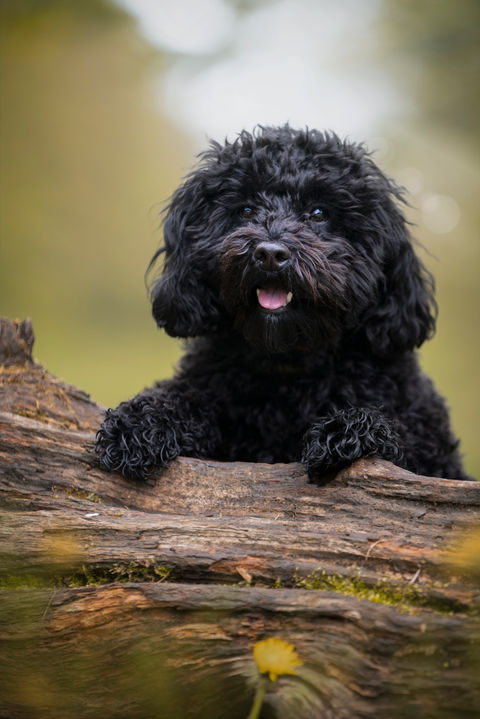 Rosco 8.jpg