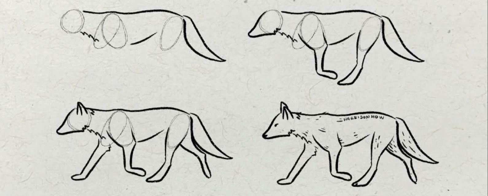 Wolf drawing from the animals booklet