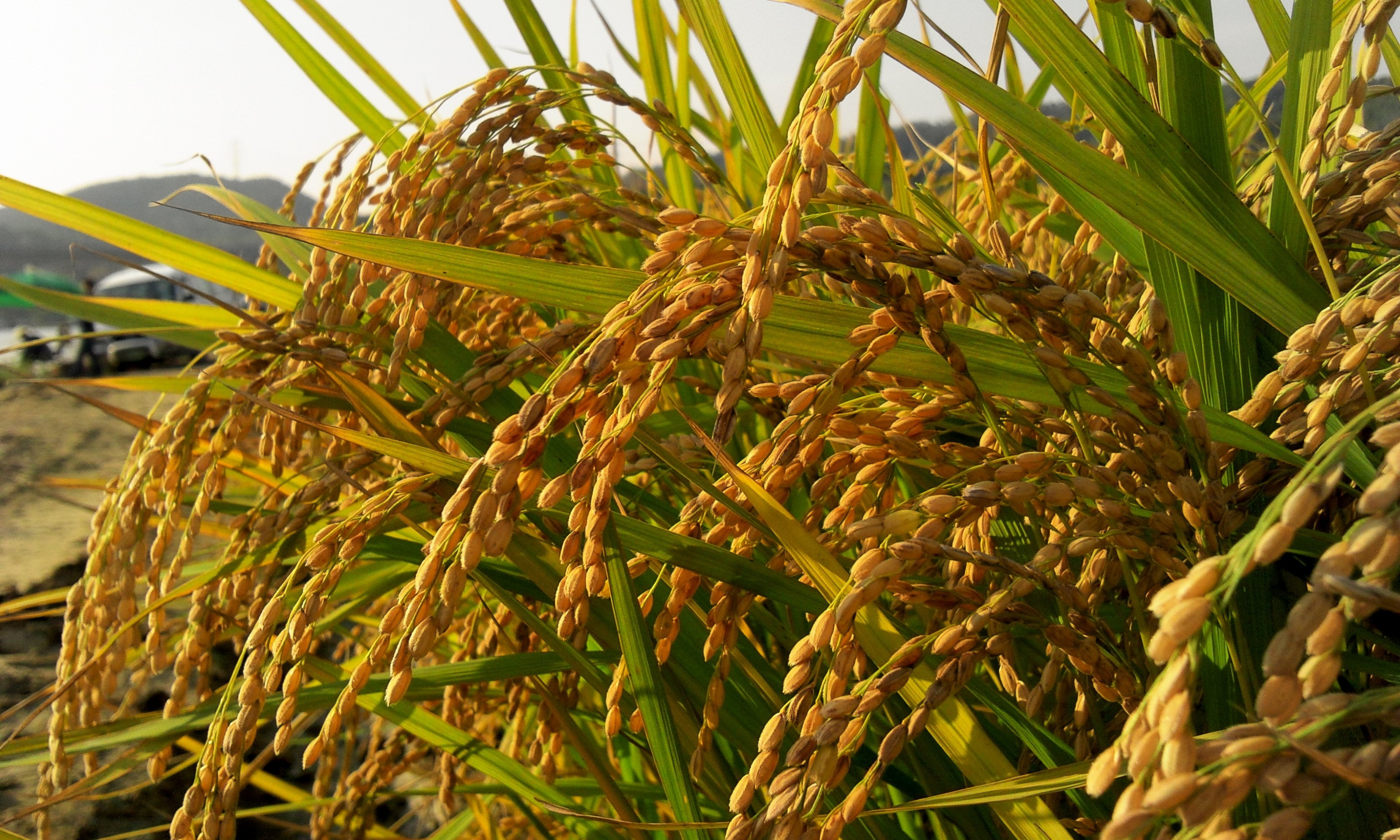 乙未年一期稻作台南11號胚芽米