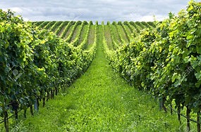 vineyard rows 001.jpg