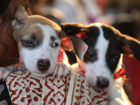 Paint, Paws & Purpose: Our Mini Adoption Drive Comes to Namma Chennai!