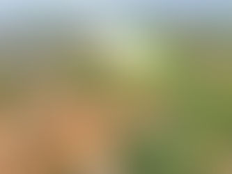 Kancha Gachibowli: A Battle for Hyderabad’s Green Lungs