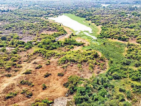 Kancha Gachibowli: A Battle for Hyderabad’s Green Lungs