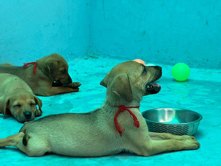 From the Hood to a Home: Max’s Journey to Love and Family