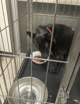 琉球犬きゅうちゃんのお話し