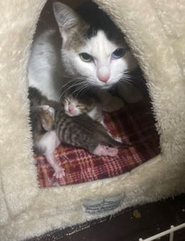 避妊手術の選択