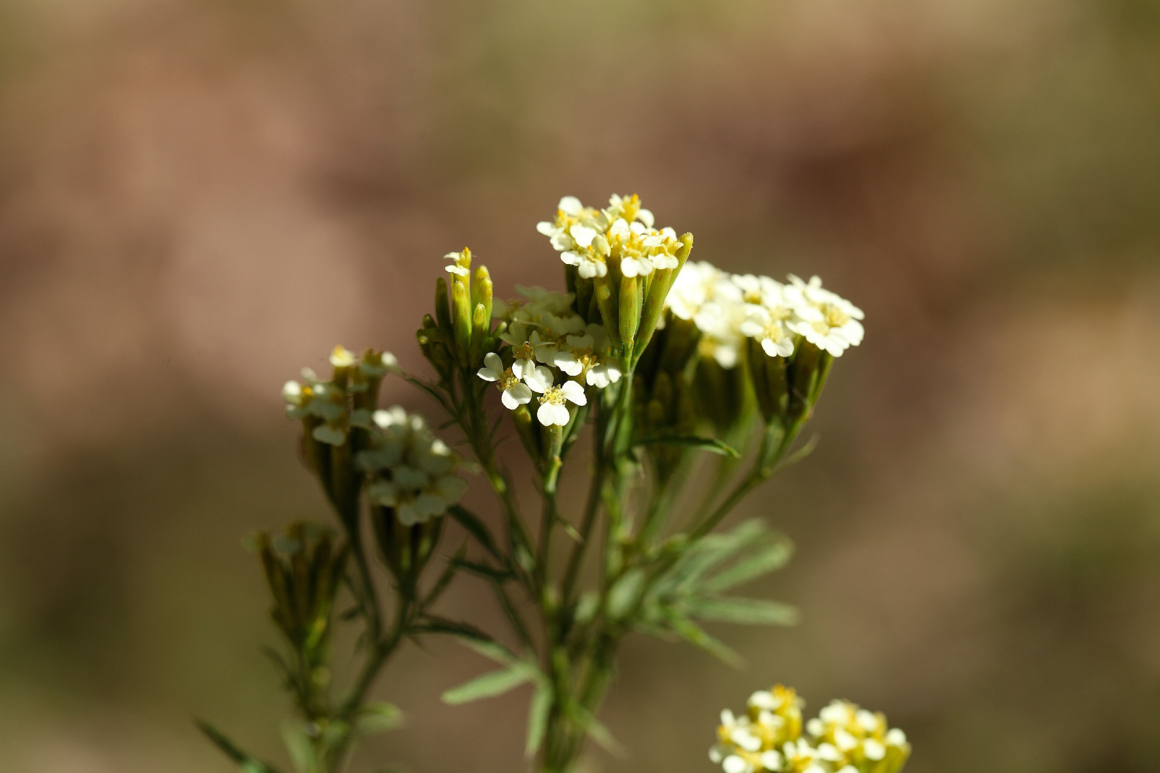 Tagetes ( Tagetes minuta )