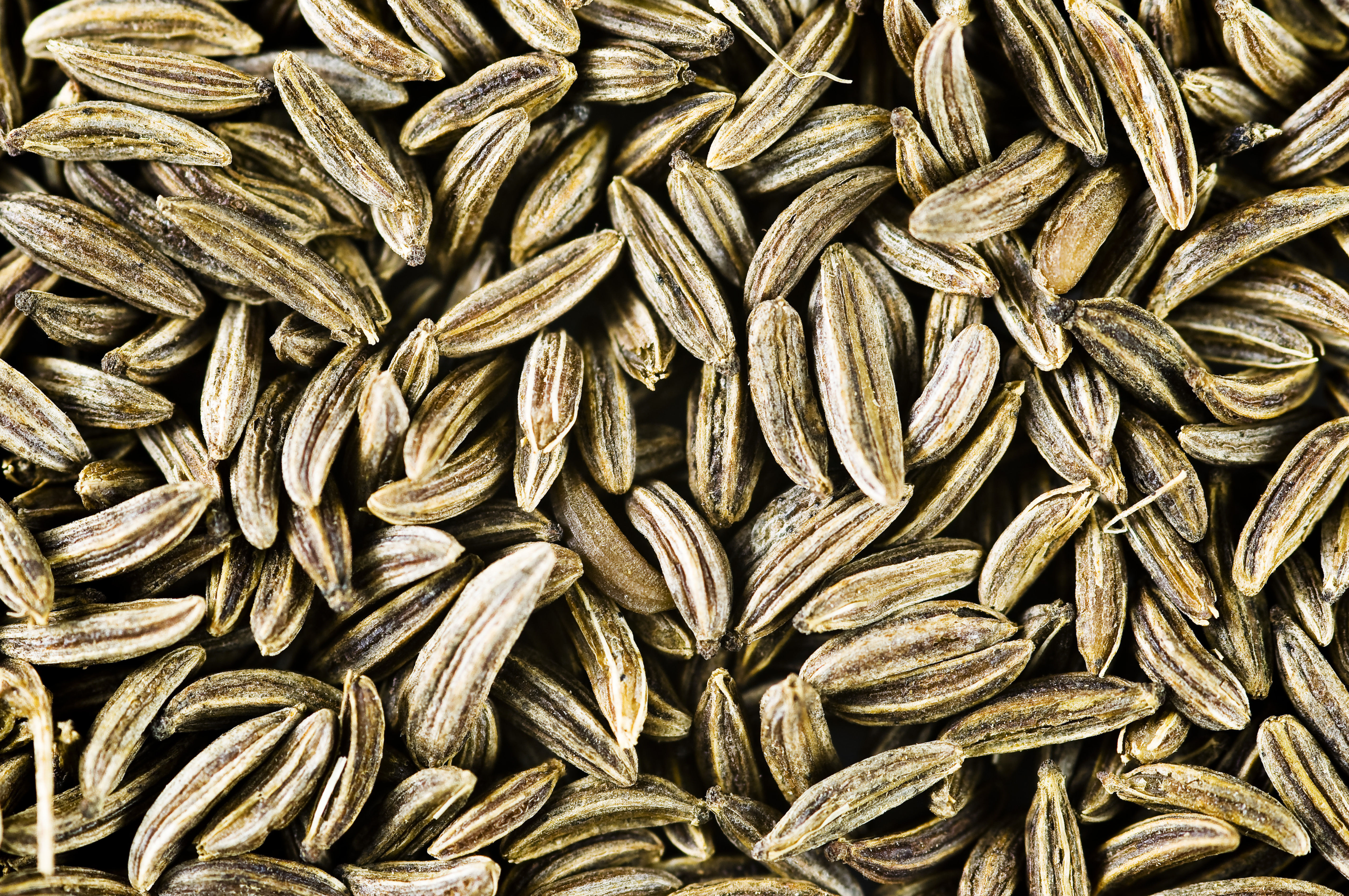 Cumin ( Cuminum cyminum )