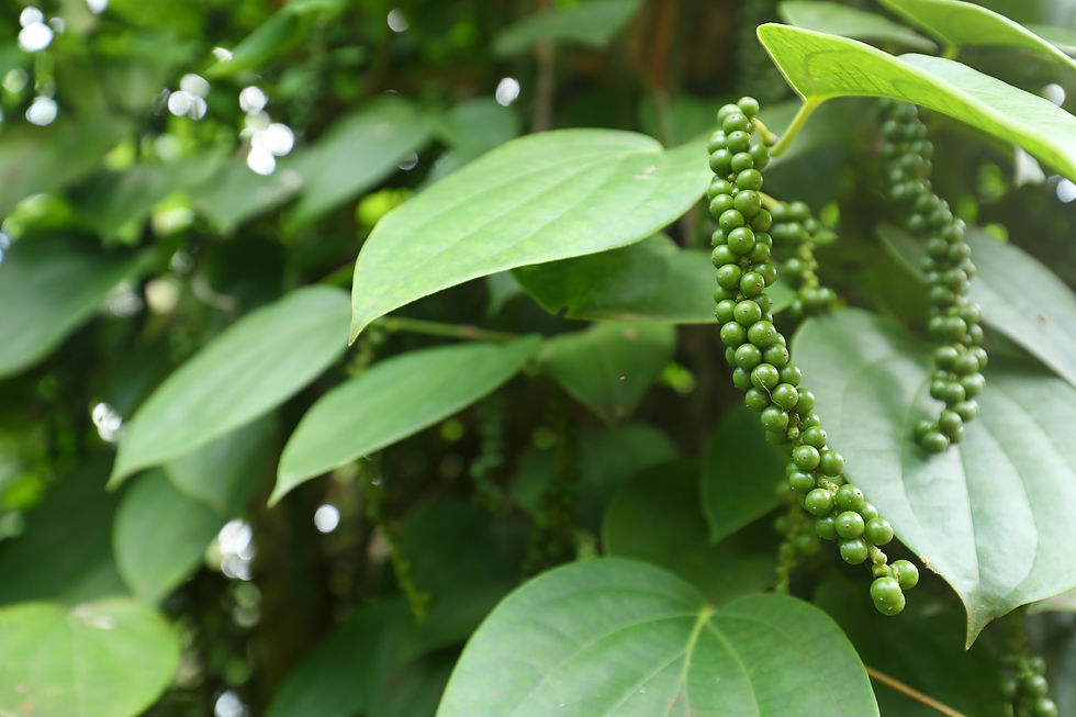 Pepper, Black( Piper nigrum)