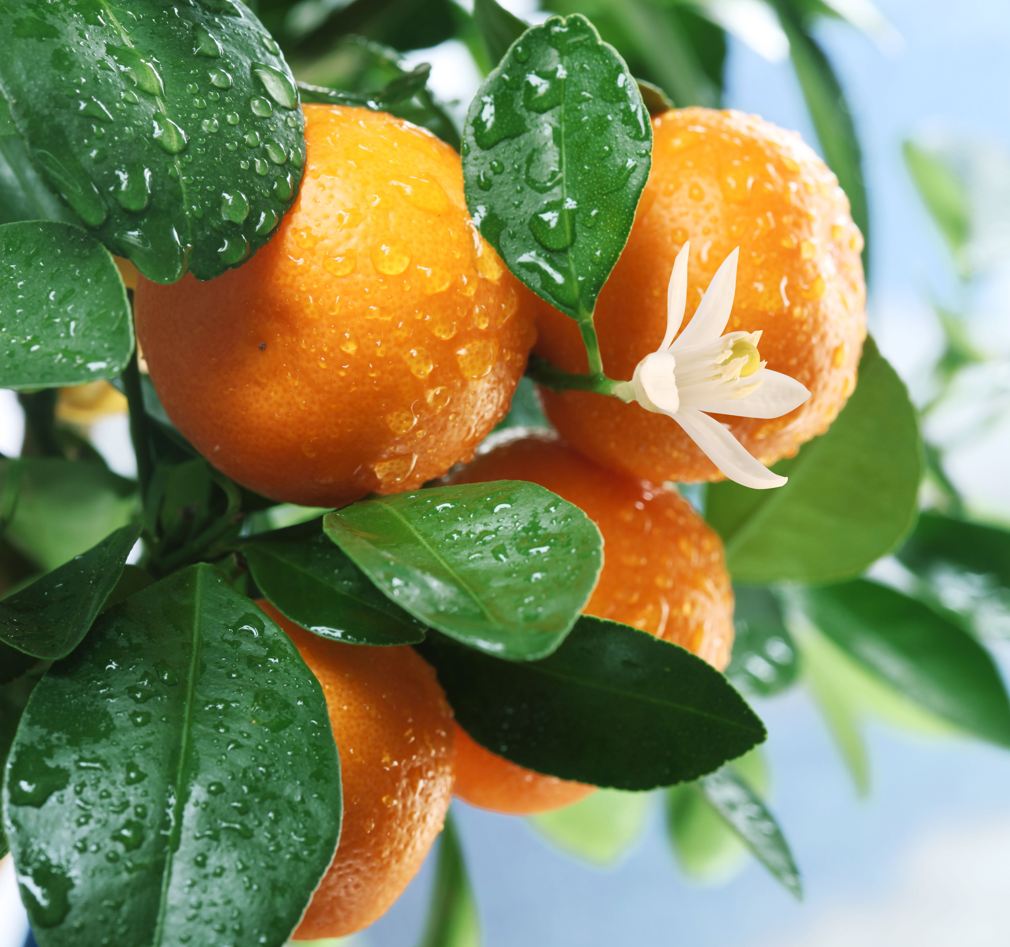 Tangerine ( Citrus reticulata )