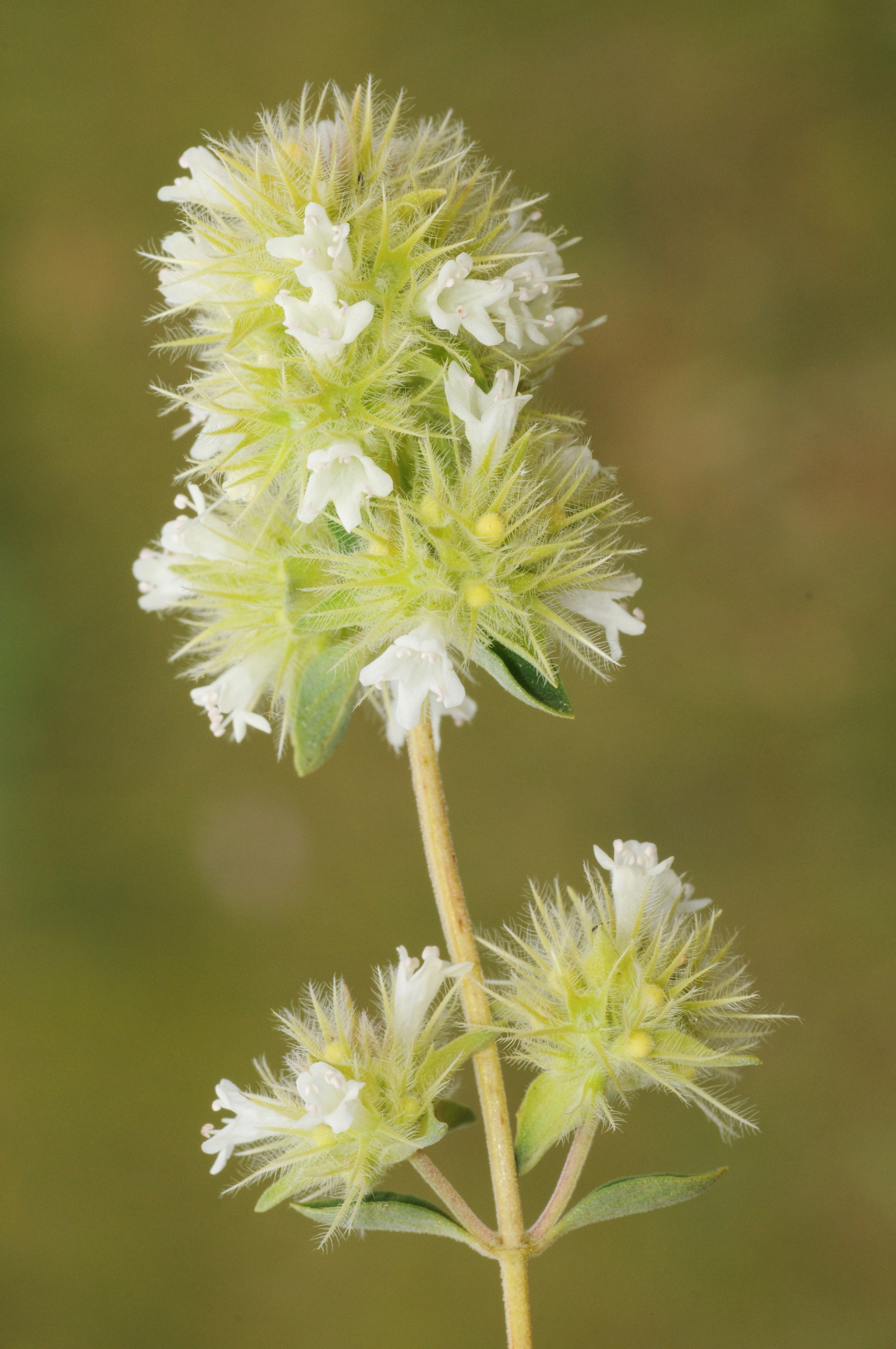 Marjoram, Spanish ( Thymus mastichina )