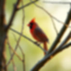 photo of a red cardinal sitting in a tree.jpg