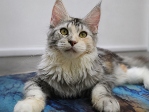 Close-up view of a Maine Coon cat with striking features