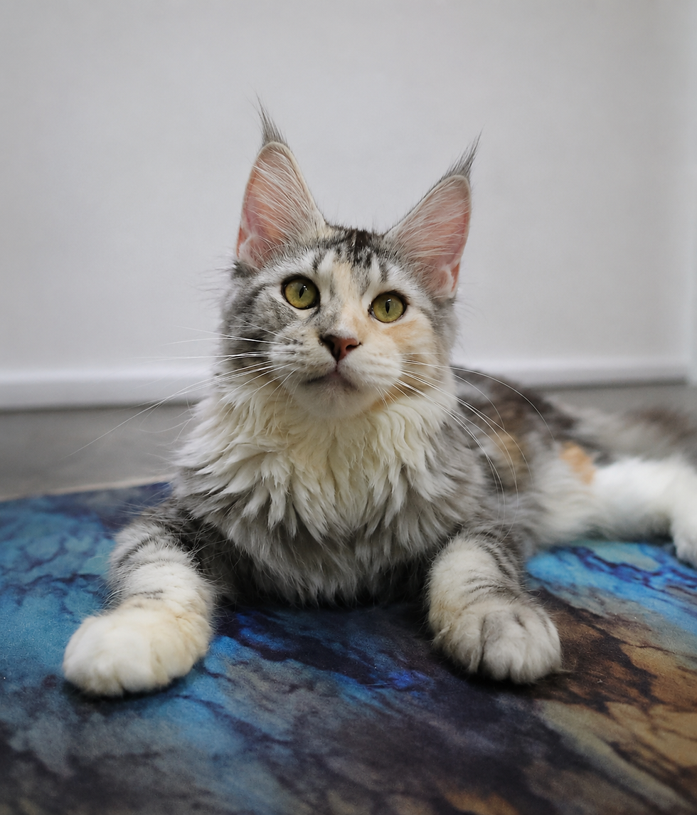 Close-up view of a Maine Coon cat with striking features