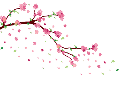 japanese-transparent-cherry-blossom-12.g
