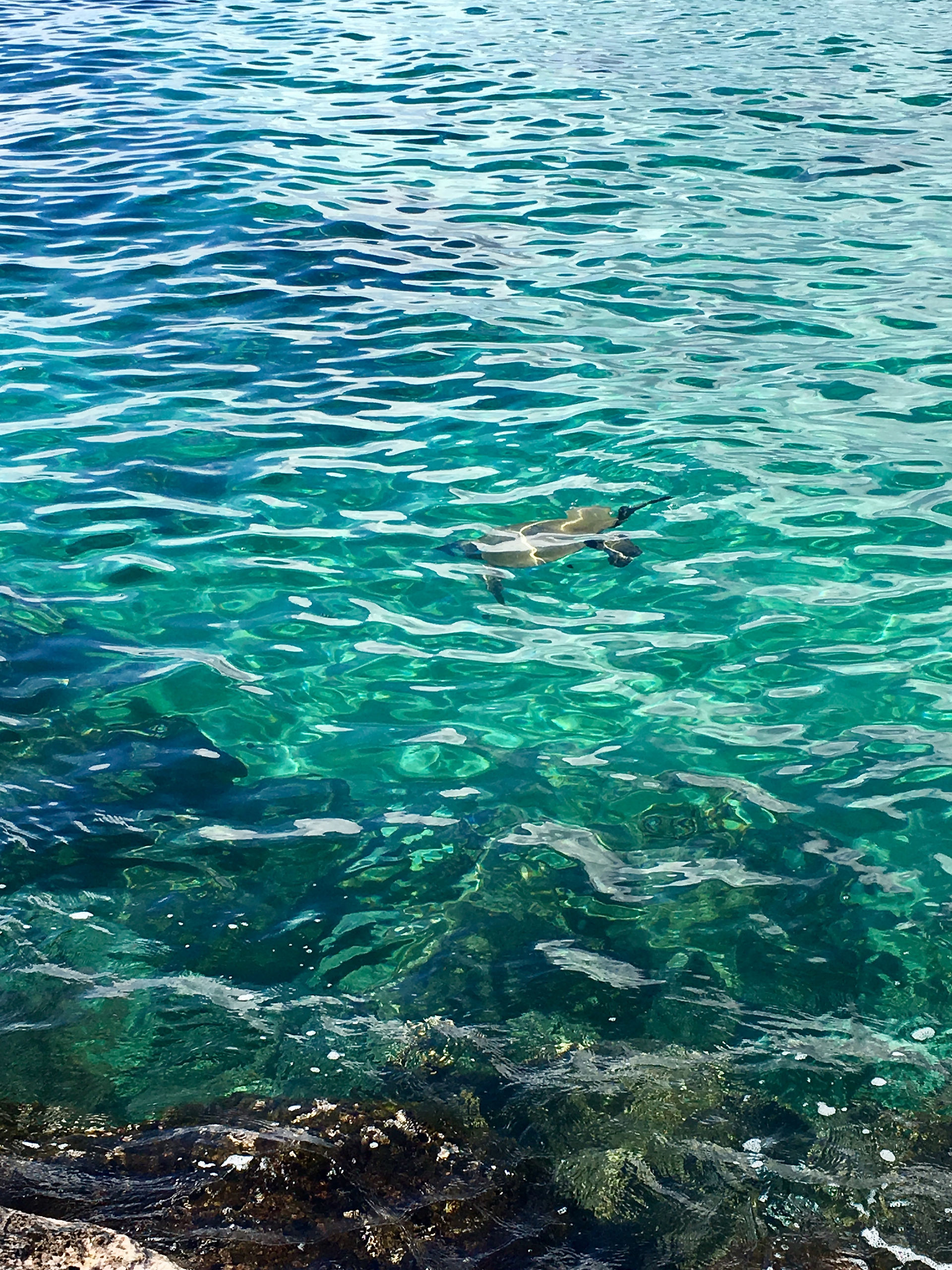 turtle-kihei