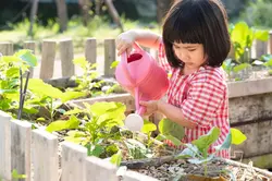 Home Grown Vegetables