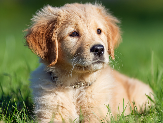 u8829549512_Golden_Retriever_puppy_in_the_down_position_in_th_af8bb34e-740a-49e5-bee1-97ee