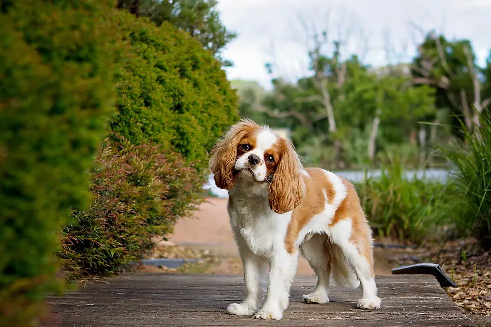Unraveling the Charm of Cavalier King Charles Spaniel: A Journey Through History and Traits