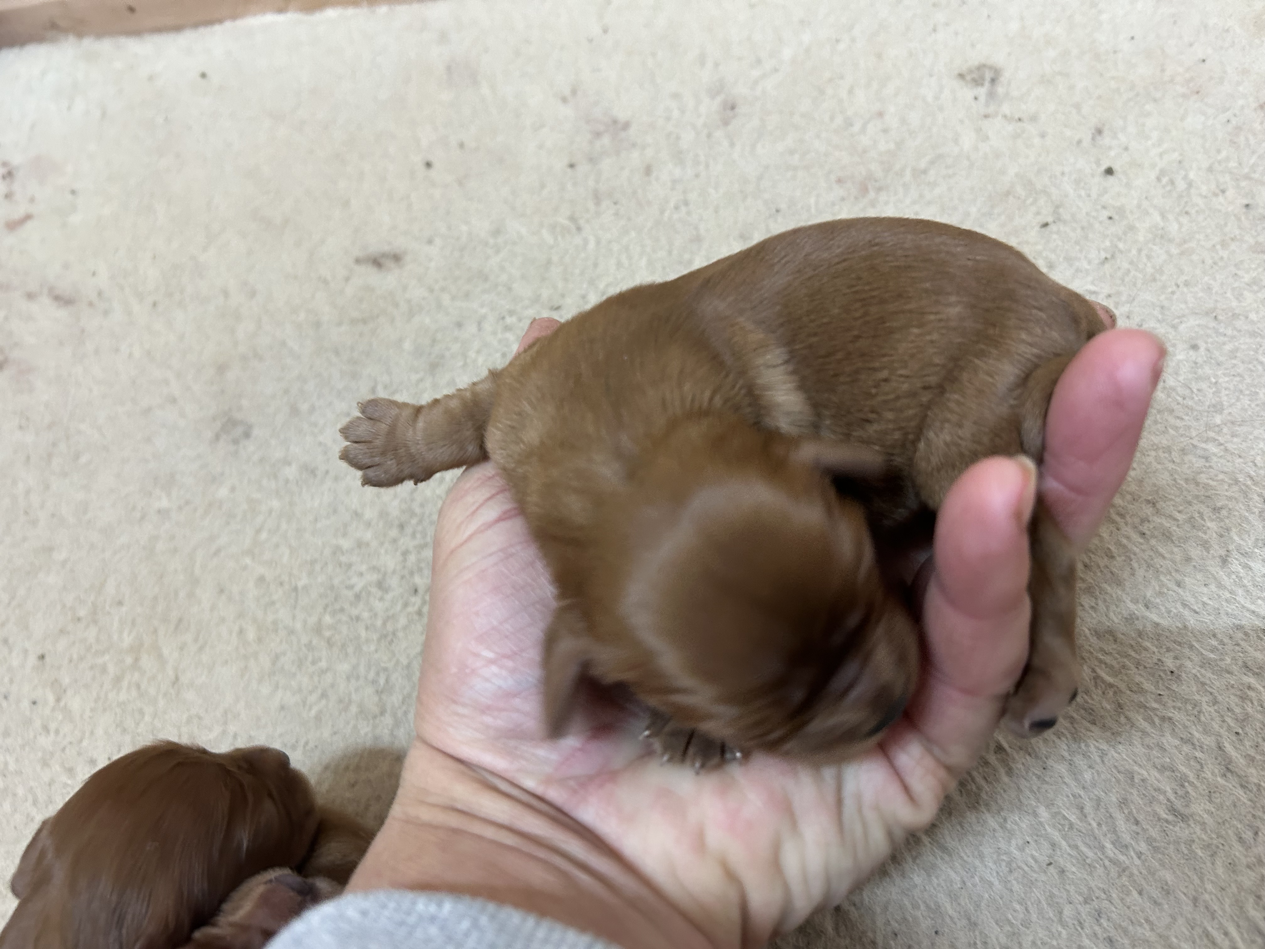 A sweet tricolor Cavalier puppy named Orla, bred for a gentle and social temperament