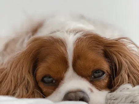 Cavalier King Charles Spaniels: The Ideal Companion for Every Family and Other Dog Breeds