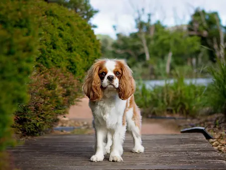 Finding the Perfect Vet for Your Cavalier: A Comprehensive Guide