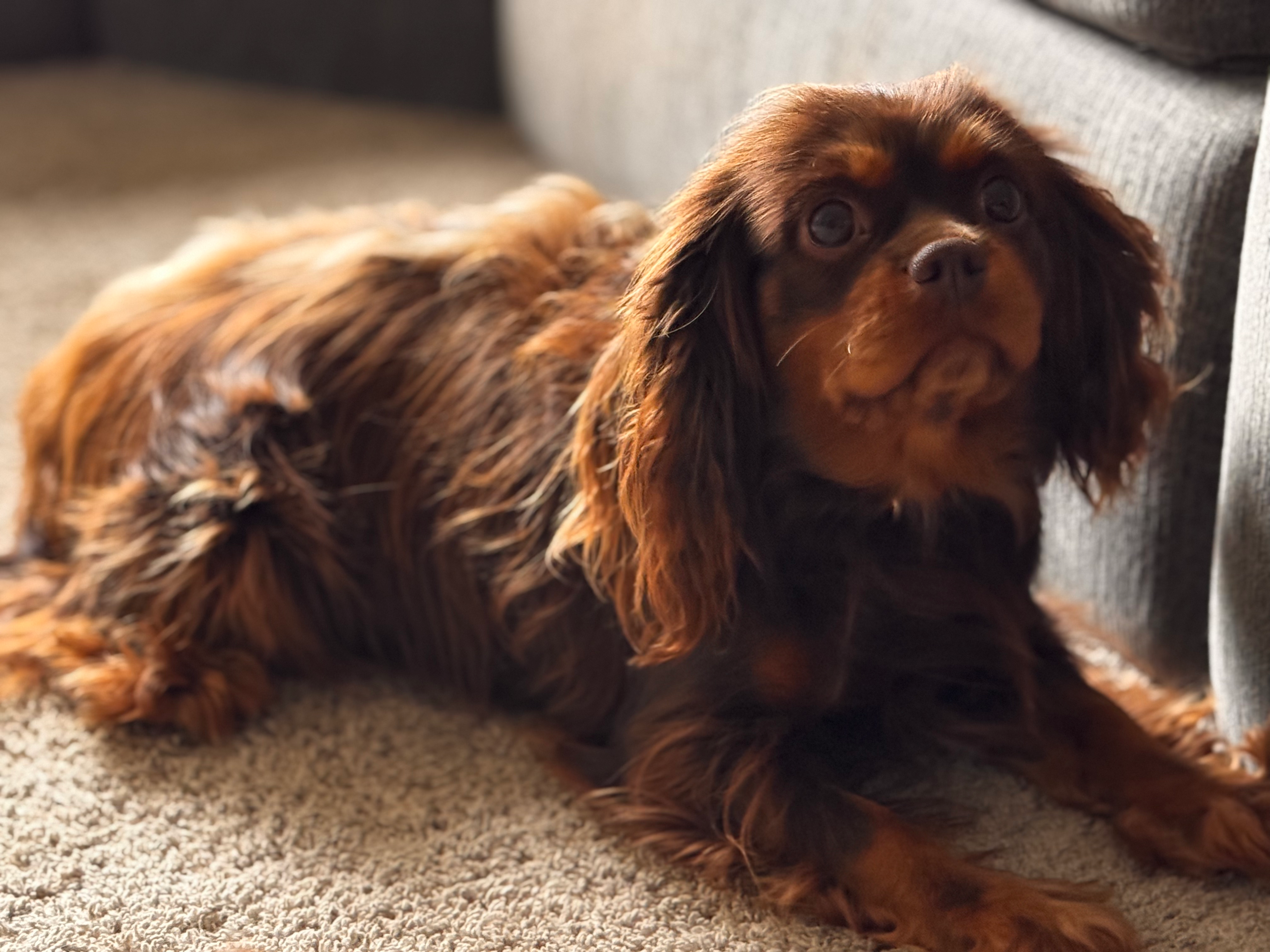 A group of healthy, well-socialized Cavalier King Charles Spaniel puppies ready for their forever homes