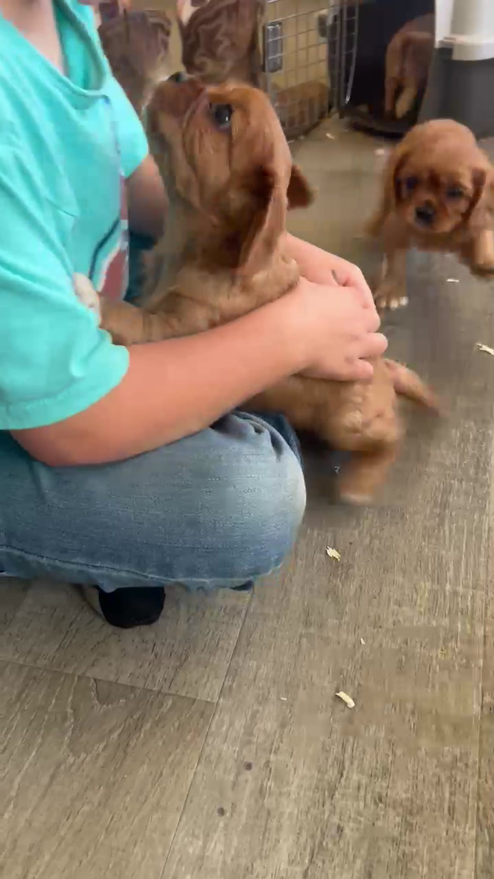 Two Cavalier puppies practicing socialization and learning to interact with their environment