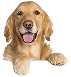 Cute Golden retriever